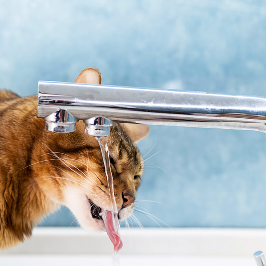 Fontaine à eau pour chats