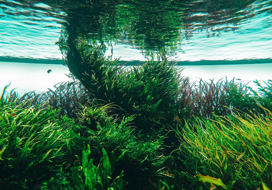 Comment des micro-algues permettent de filtrer l’eau en consommant 90 % d’énergie en moins ?