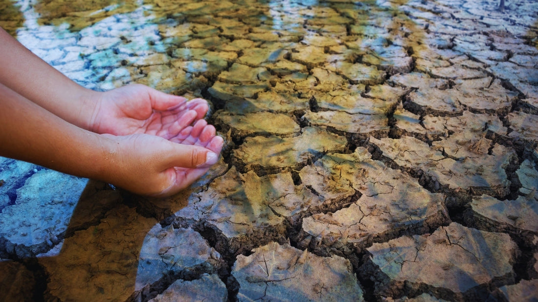 Sécheresse : 4 solutions déjà testées pour économiser l’eau en ville, en agriculture et dans l’industrie